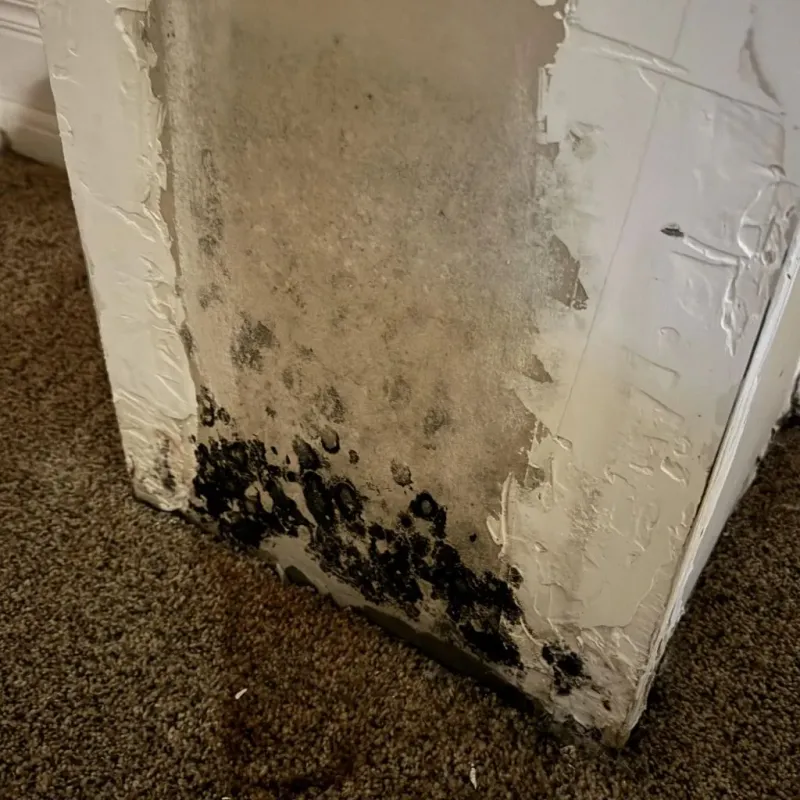 Professional Mold Removal in Bloomington, IN